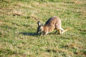 Kangaroos in Phillip Island Wildlife Park photo