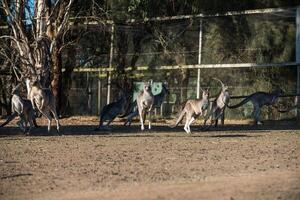 Kangaroos in Phillip Island Wildlife Park photo