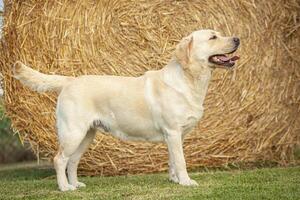 Labrador Dog Posing 30 photo