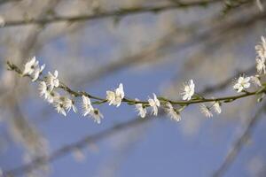 Branch With White Flowers Against Blue Sky photo