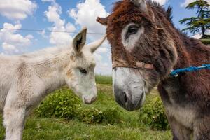 burro en una típica granja italiana foto