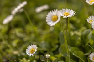 Group of Daisies in Field of Grass photo