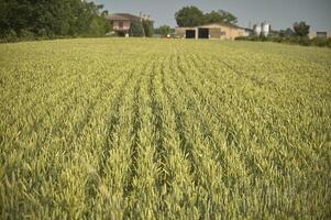 Cultivation of barley photo