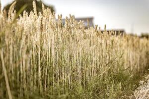 Organic Mature Barley Spikes in the Field photo