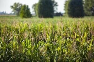 Corn field detail at sunset photo