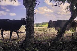 Cow breeding in Dominican republic photo