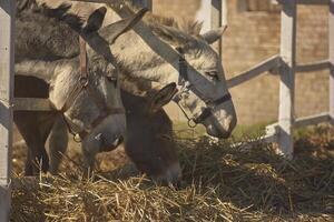 Donkey in the farm enclosure 12 photo