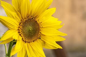 girasol macro detalle 3 foto