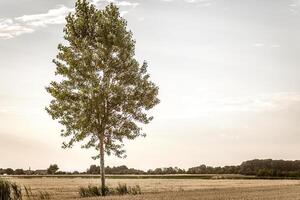 Lone Tree Amidst Italian Countryside Fields photo