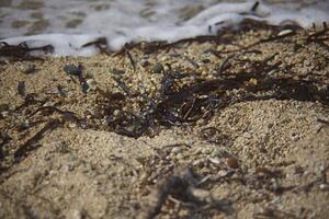 The algae on the sand of the Mediterranean sea photo