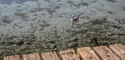 Seagull swimming in crystal clear water photo