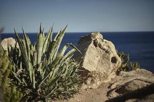 Natural aloe vera near the rocks photo