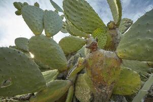 Detail of a prickly pear plant photo