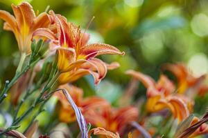 naranja lilium flor detalle 12 foto