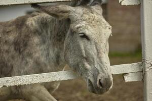 Donkey in the farm enclosure 8 photo