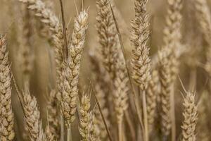 Evocative Macro Detail of Natural Organic Mature Barley Spike photo