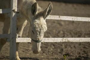 Donkey in the farm enclosure 19 photo