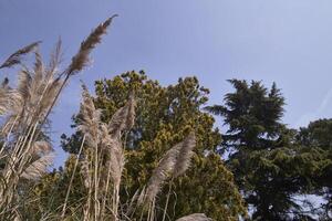 Detail of pampas grass plant feathers photo