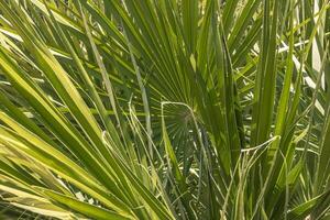 Palm detail Texture photo