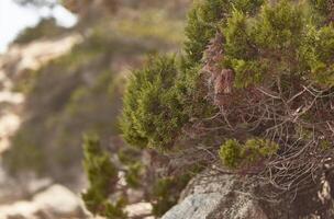 Detail of mediterranean pine photo