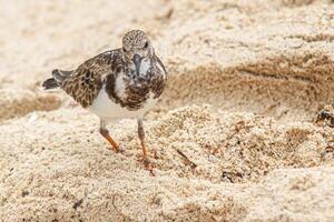 dulus dominicus en playa 8 foto