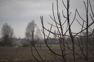 Detail of bare branches in winter 5 photo