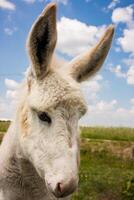 burro en una típica granja italiana foto