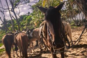 caballos atados en un grupo 6 foto