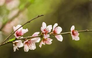 Peach flowers bloom in spring photo