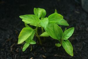 A small chili tree that is starting to grow well photo