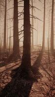 grand des arbres forêt après massif Feu video