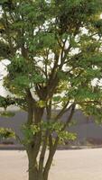 Small Tree With Green Leaves video