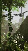 grönskande skog myllrande med växter video
