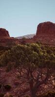 solitario árbol en pie en Desierto paisaje video