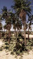 grupo de palma arboles en un arenoso playa video