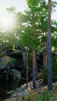 lumière du soleil filtration par des arbres sur l'eau video