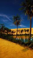 Desert Landscape With Palm Trees video