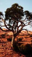 eenzaam boom staand in Nevada woestijn video