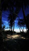 plage vue par paume des arbres video