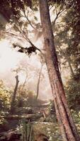 Soleil brille par des arbres dans forêt video