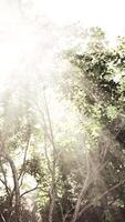 Soleil filtres par des arbres dans forêt video