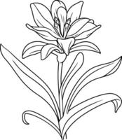 Outline lily flower isolated on white background. vector