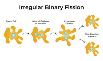 Irregular Binary Fission Science Design Illustration Diagram vector