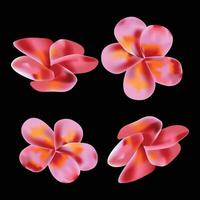 Plumeria or Frangipani Flower vector