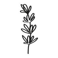 Rosemary ink sketch hand drawn on isolated background. Aromatic Greenery with branches and leaves, spicy ingredient. Food illustration for design logo, menu, label, icon, stamp, print, sign vector