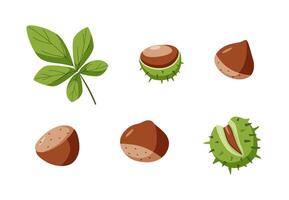 Chestnut set illustration. Cartoon drawing of chestnut nuts in a shell and leaves. Isolated on white. vector