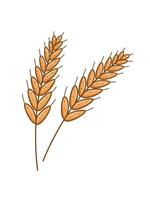 Ears of wheat icon doodle style. illustration of a grown grain crop on a white background. vector