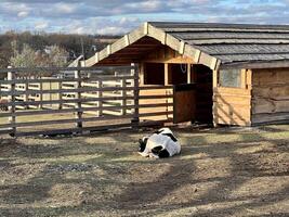 A black and white cow lying down in the pen enjoys the sunshine on a beautiful autumn day at the farm. photo