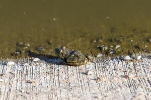 Close-up photo of a frog relaxing by the lake