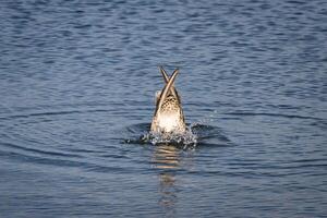 Close up photo of a seagull going under water